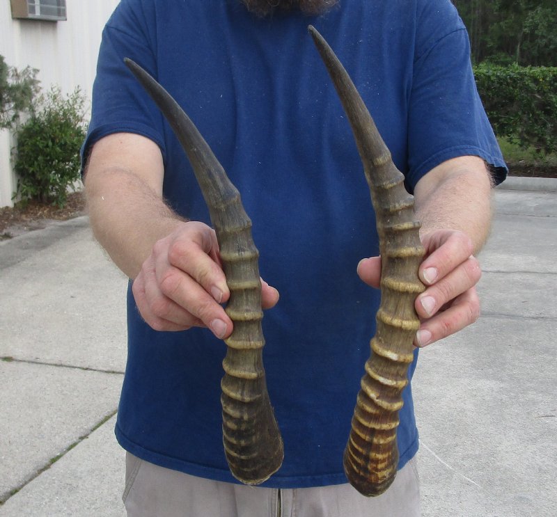 2 Blesbok Horns for Sale, 15 and 16 inches for 12.00 each