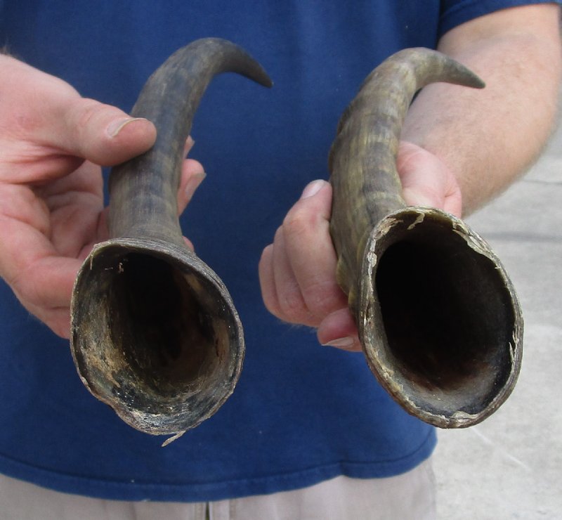 2 Blesbok Horns for Sale, 15 and 16 inches for 12.00 each