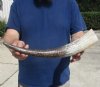 16 inches Carved Snake Skin Pattern Buffalo Horn for Sale, White and Brown in Color with tan and gray accents - You are buying this one for $18.99