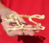 4-1/4 inches long Articulated Javan Giant Frog Complete Skeleton for Sale - You are buying the one pictured for <font color=red>$49.99</font> Plus $8.25 First Class Mail