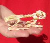 Real Articulated Complete Asian Black Spine Toad Skeleton for Sale, 3-1/2 inches long - You will receive this one for <font color=red> $44.99</font> Plus $8.25 First Class Mail