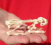 Authentic Articulated Asian Black Spine Toad Complete Skeleton for Sale, 3-1/4 inches long - You will receive this one for <font color=red> $44.99</font> Plus $8.25 First Class Mail
