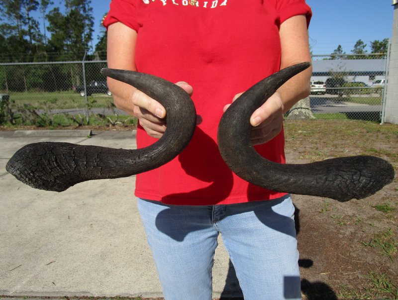 2 Natural Blue Wildebeest Horns for Sale 133/4 and 14 inches