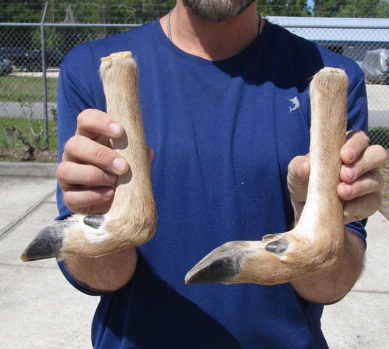 Preserved/Cured Deer Feet For Sale L Shaped for Making Gun Racks