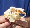3-3/4 inches Jackrabbit Skull for $22.99 Plus $7.50 Postage