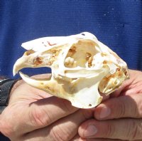 3-3/4 inches Jackrabbit Skull for $22.99