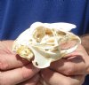 3-1/2 inches Jackrabbit Skull for $22.99 Plus $7.50 1st Class Mail