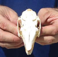 3-1/2 inches Jackrabbit Skull for $22.99