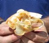 3-3/4 inches Jackrabbit Skull for 22.99 Plus $7.50 1st Class Mail