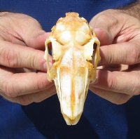 3-3/4 inches Jackrabbit Skull for 22.99