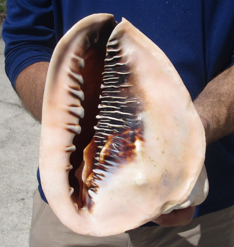 Beautiful Large Queen Helmet Shell for Sale 8 inches by 6 inches