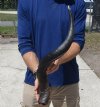 27 inches Natural Kudu Horn for Sale for Making a Shofar - You are buying this one for $44.99