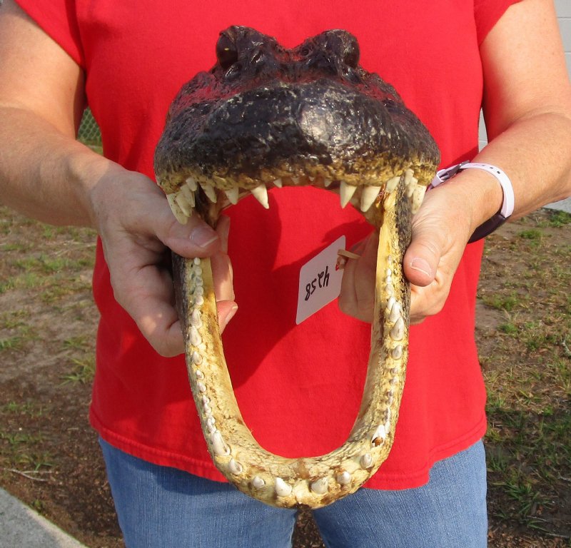 133/4 inches Real Preserved Alligator Head for Sale from a Louisiana