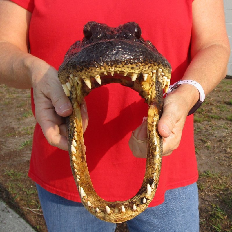 13 inches Real Preserved Alligator Head for Sale from a Louisiana Gator