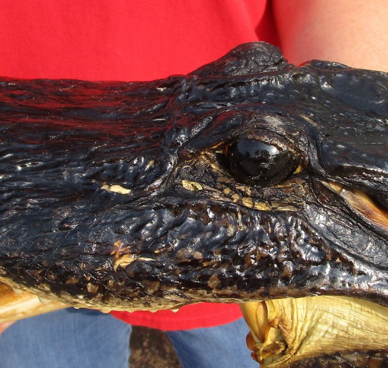 13 inches Real Preserved Alligator Head for Sale from a Louisiana Gator