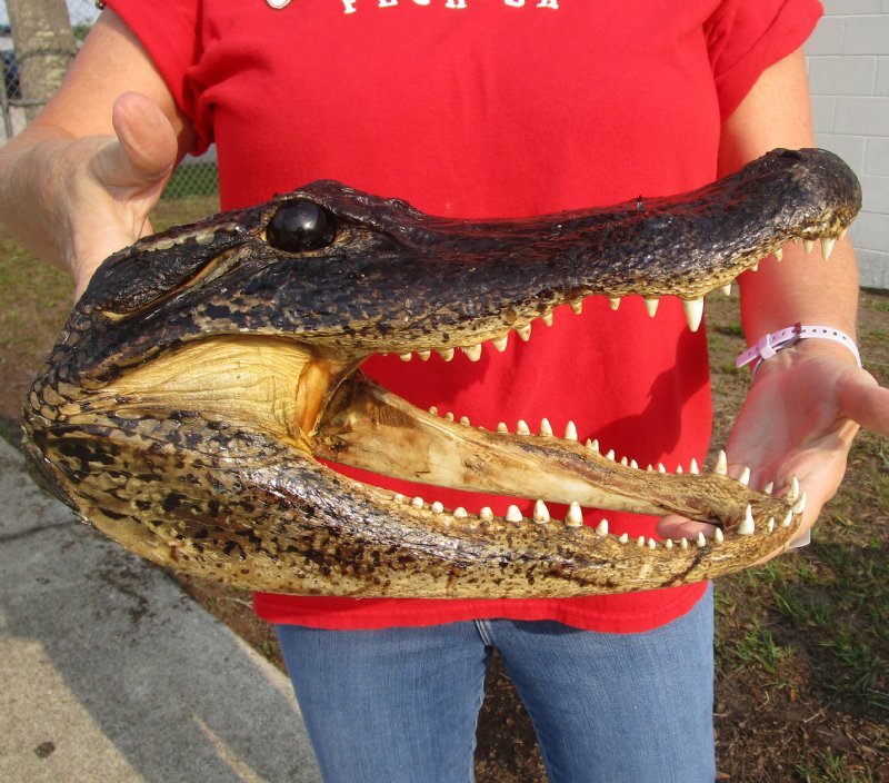 131/2 inches Real Preserved Alligator Head for Sale from a Louisiana