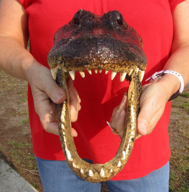 131/2 inches Real Preserved Alligator Head for Sale from a Louisiana