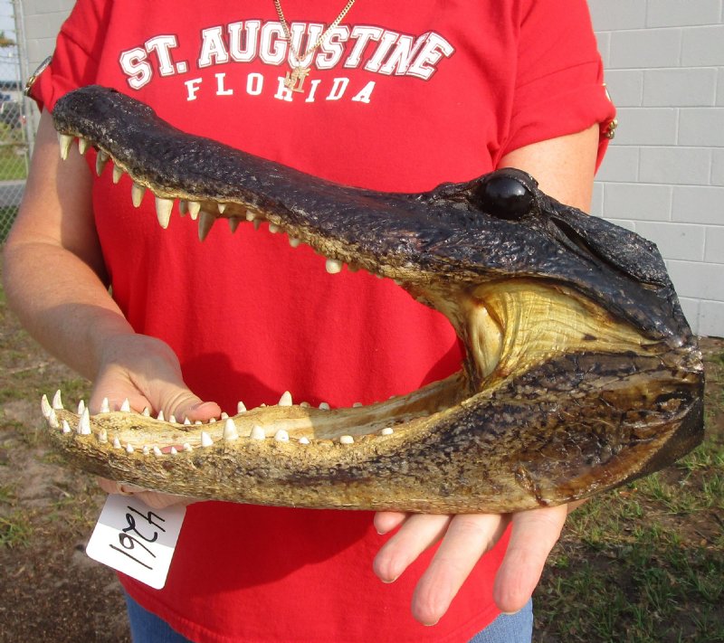131/2 inches Real Preserved Alligator Head for Sale from a Louisiana Gator