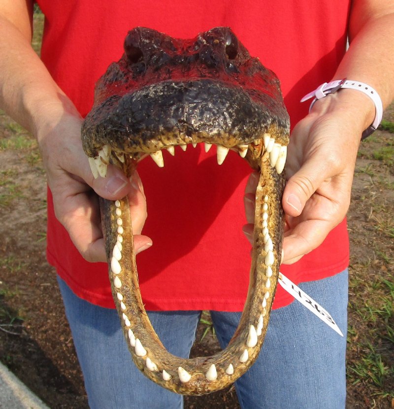 13 inches Real Preserved Alligator Head for Sale from a Louisiana Gator