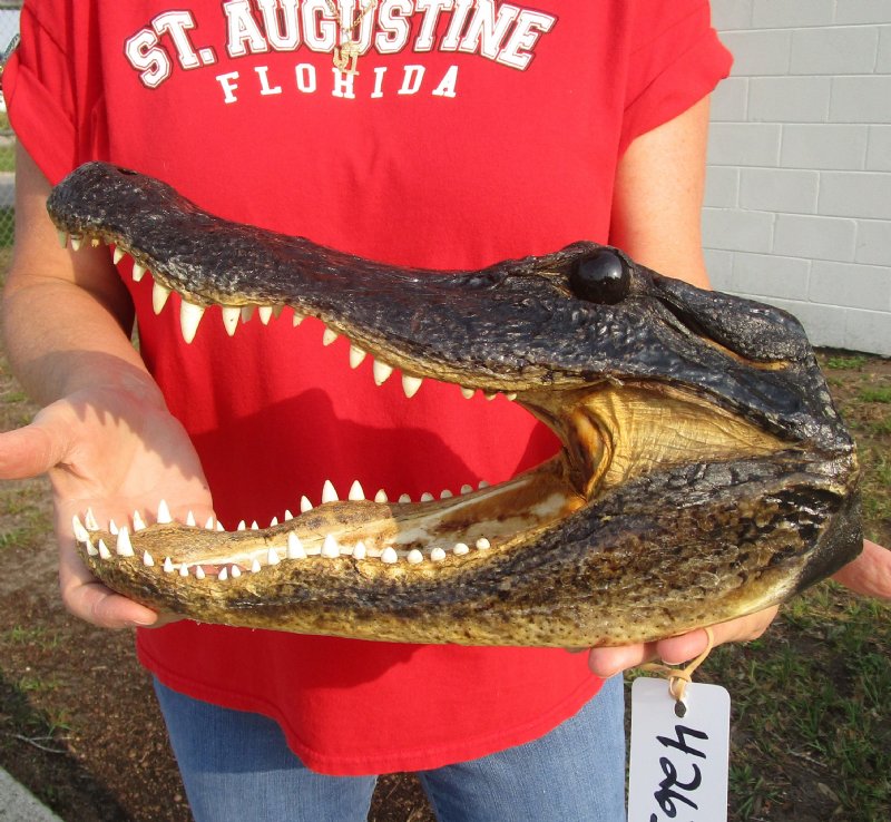 13 inches Real Preserved Alligator Head for Sale from a Louisiana Gator