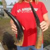2 piece lot of Buffed Water Buffalo Horn for Sale, Semi-Polished and having a rustic look 14-1/2 and 15-7/8 inches - You are buying these for $10 each