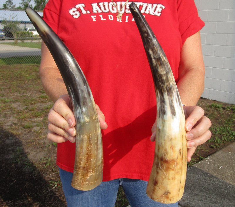 2 piece lot of Buffed Water Buffalo Horn for Sale, SemiPolished