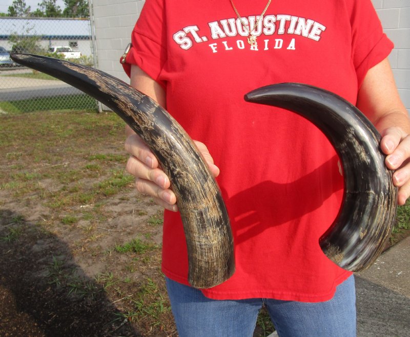 2 piece lot of Buffed Water Buffalo Horn for Sale, SemiPolished