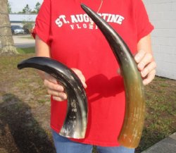Two Buffed Cattle Horns 13 and 15-1/2 inches for $10 each