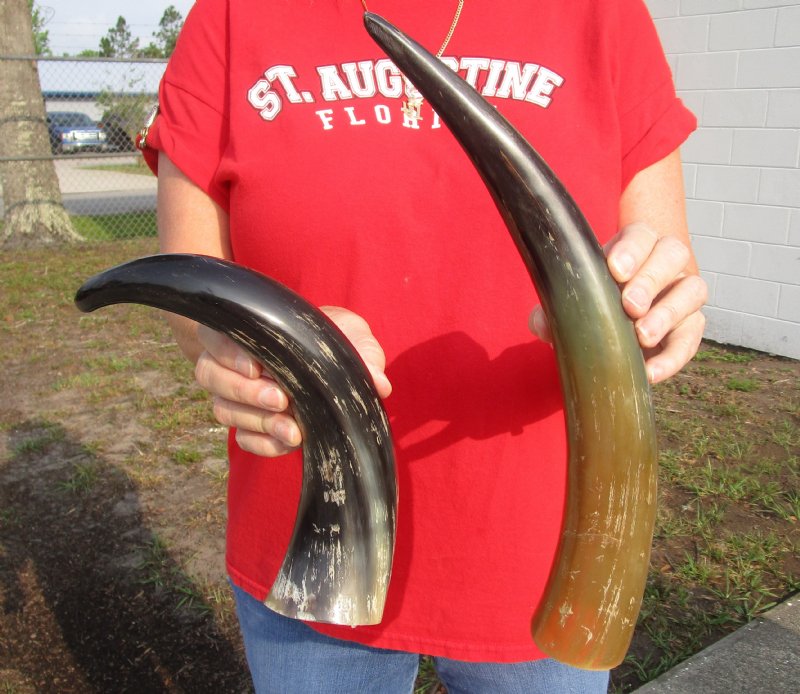 2 piece lot of Buffed Water Buffalo Horn for Sale, SemiPolished
