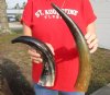 2 piece lot of Buffed Water Buffalo Horn for Sale, Semi-Polished and having a rustic look 13 and 15-1/2 inches - You are buying these for $10 each