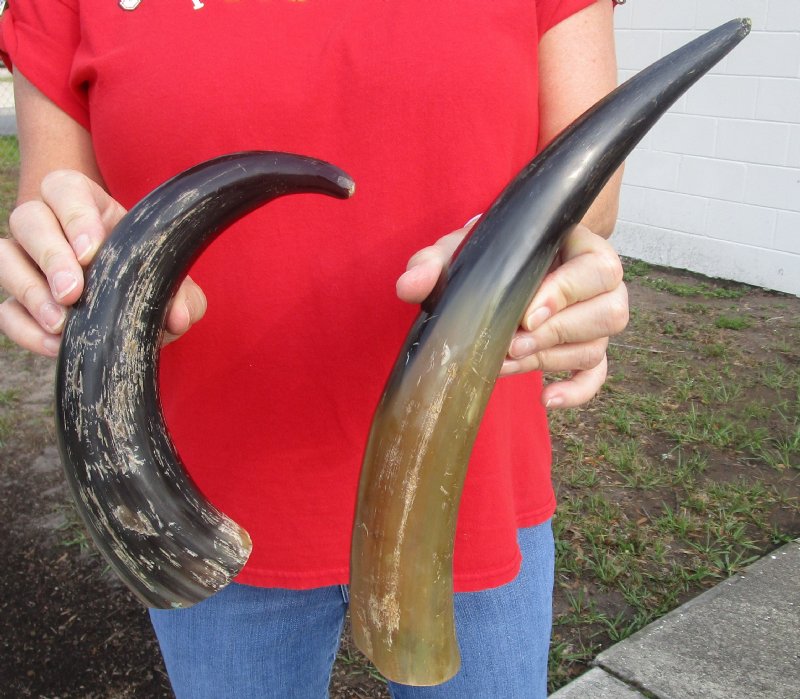 2 piece lot of Buffed Water Buffalo Horn for Sale, SemiPolished