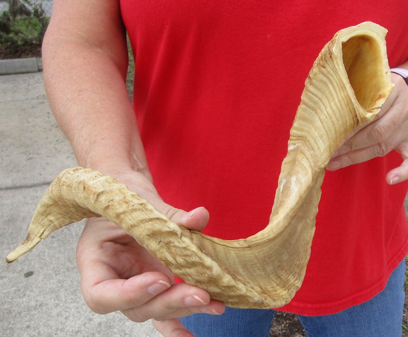 25 inches Sheep Horn for Sale for making a shofar for 24.99