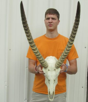 Waterbuck Skull