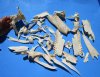 1.75 pounds Assorted Florida Alligator Top Skull Bones (Extremely Sharp) and a Bag of 50 Real Alligator Teeth Under 3/4 inch - Buy these for $19.99