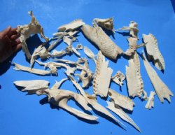 1.75 pounds Assorted Florida Alligator Top Skull Bones (Extremely Sharp) and a Bag of 50 Real Alligator Teeth Under 3/4 inch 