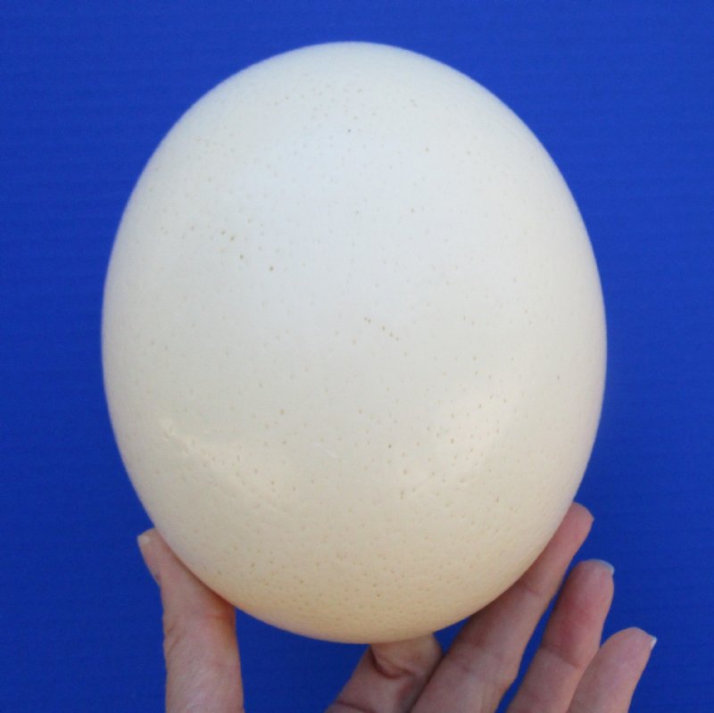 6 inches tall Authentic African Ostrich Egg for Sale for Painting Eggs