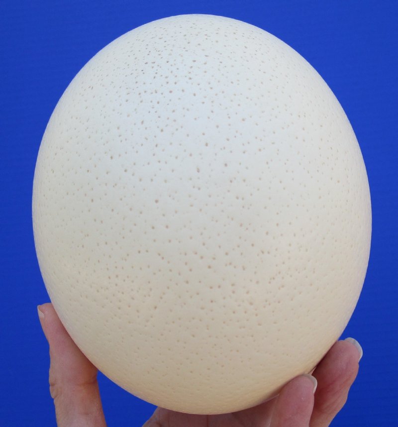 ostrich eggs for sale