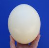 Empty Ostrich Egg Shells for Sale for Display, Painting Eggs, Carving Eggs and Scrimshaw Art - $18.00 each (Available in Pack of 1, 2, 4, 6))