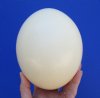 Empty Ostrich Egg f...