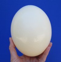 Empty Ostrich Egg for Sale for Display, Painting Eggs, Carving Eggs and Scrimshaw Art - $18.99 each