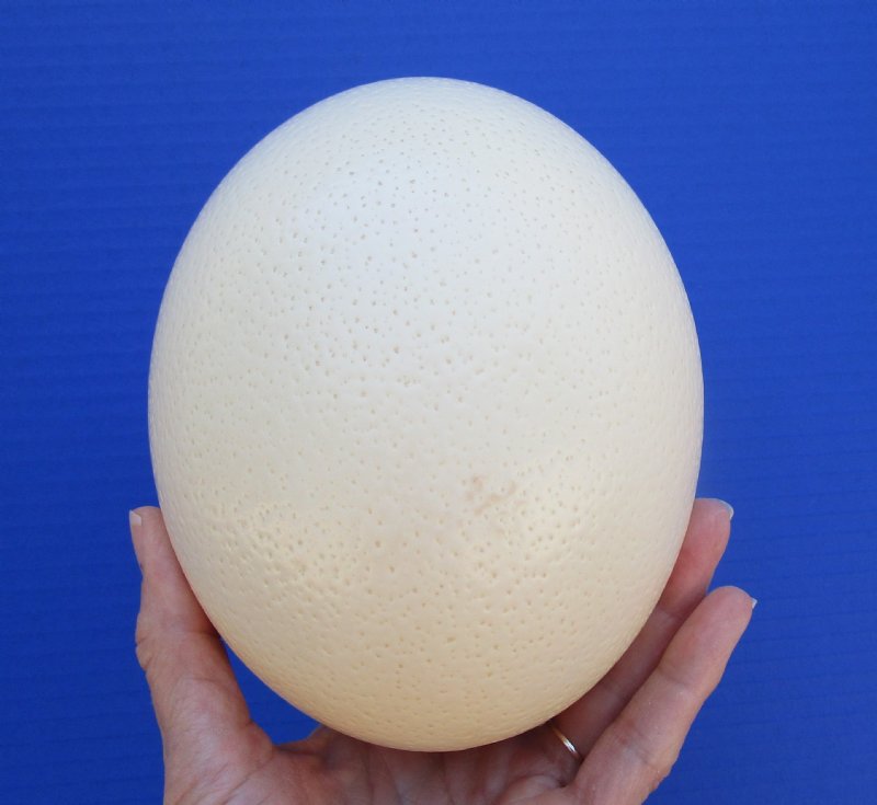 Wholesale Ostrich Egg Shells for Painting Eggs, Engraving, Carving