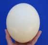 <font color=red>Wholesale</font> Ostrich Eggshells for Painting Eggs, Engraving, Carving and Scrimshaw Art, Empty Ostrich Eggs - Case of 24 @ $16.00 each; 4 or more cases @ $15.00 each