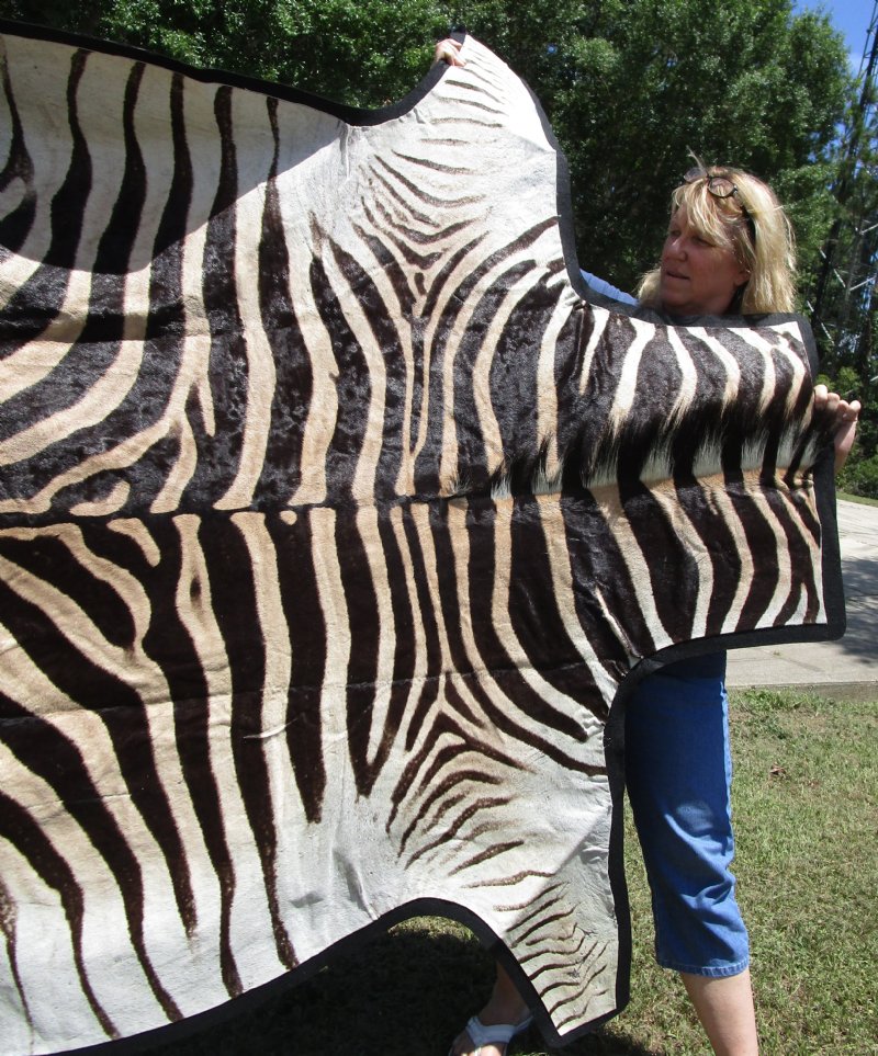 81 x 72 Real Zebra Skin Rug with felt backing