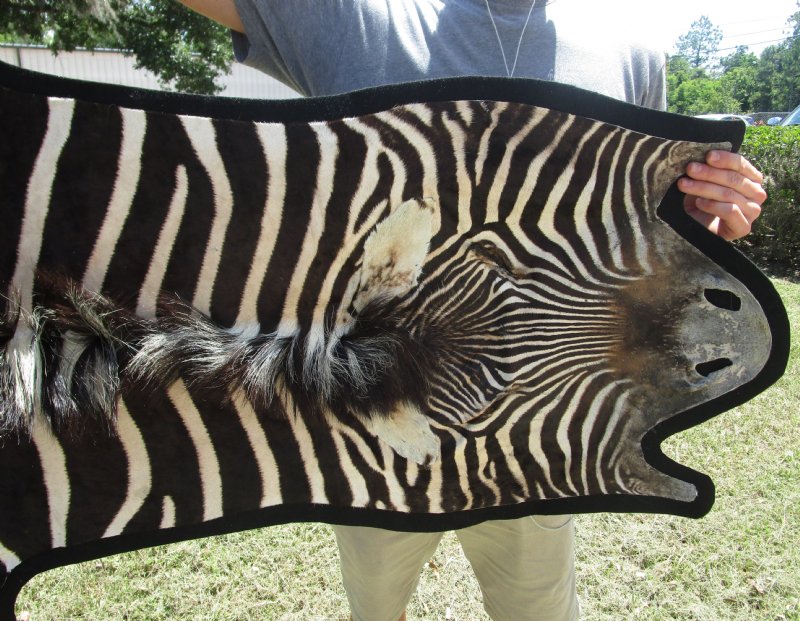 104 x 63 Real Zebra Skin Rug with felt backing