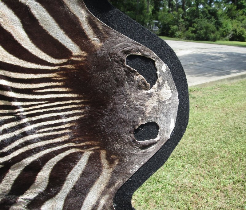 93 x 58 Real Zebra Skin Rug with felt backing
