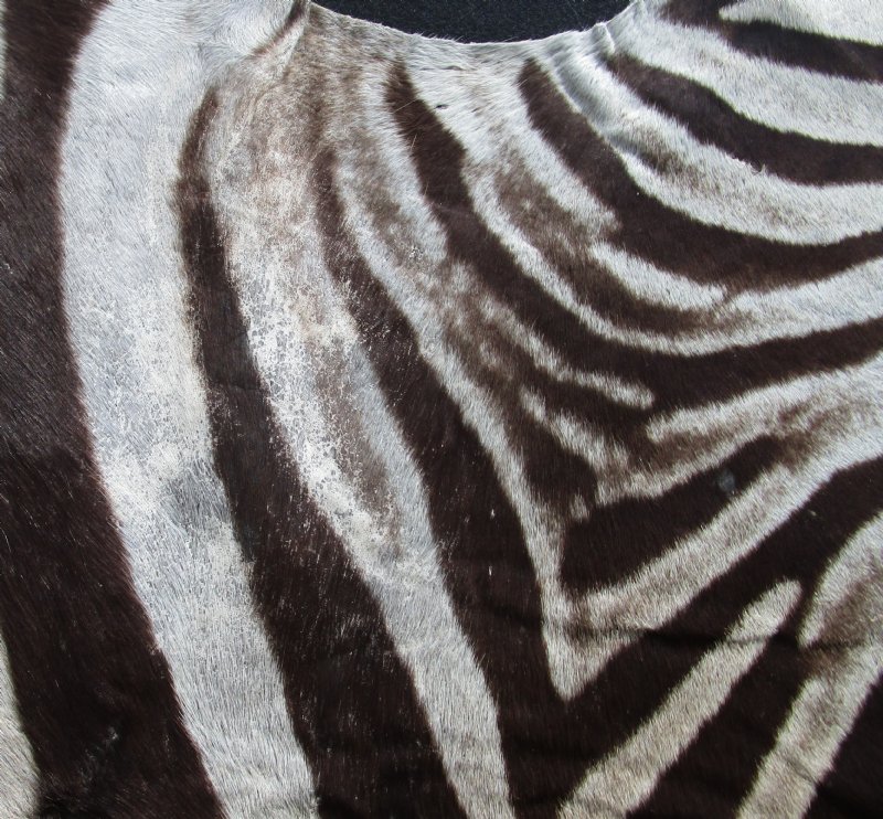 zebra rug real