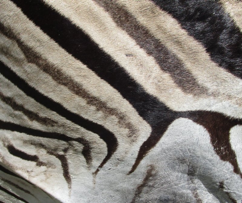 99 x 63 Real Zebra Skin Rug with felt backing