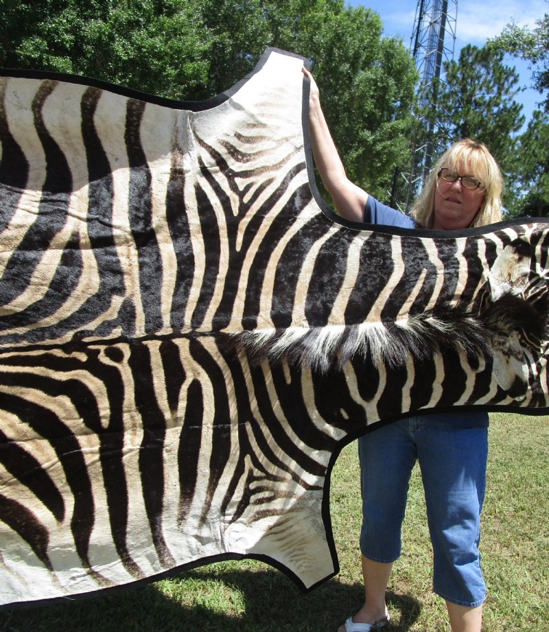 103 x 67 Real Zebra Skin Rug with felt backing