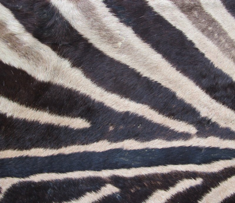 90 x 60 inches Real Zebra Skin Rug with felt backing