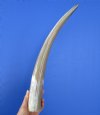 18-7/8 inches Polished Water Buffalo Horn for Sale with  Marble Look - You are buying this one for $17.99